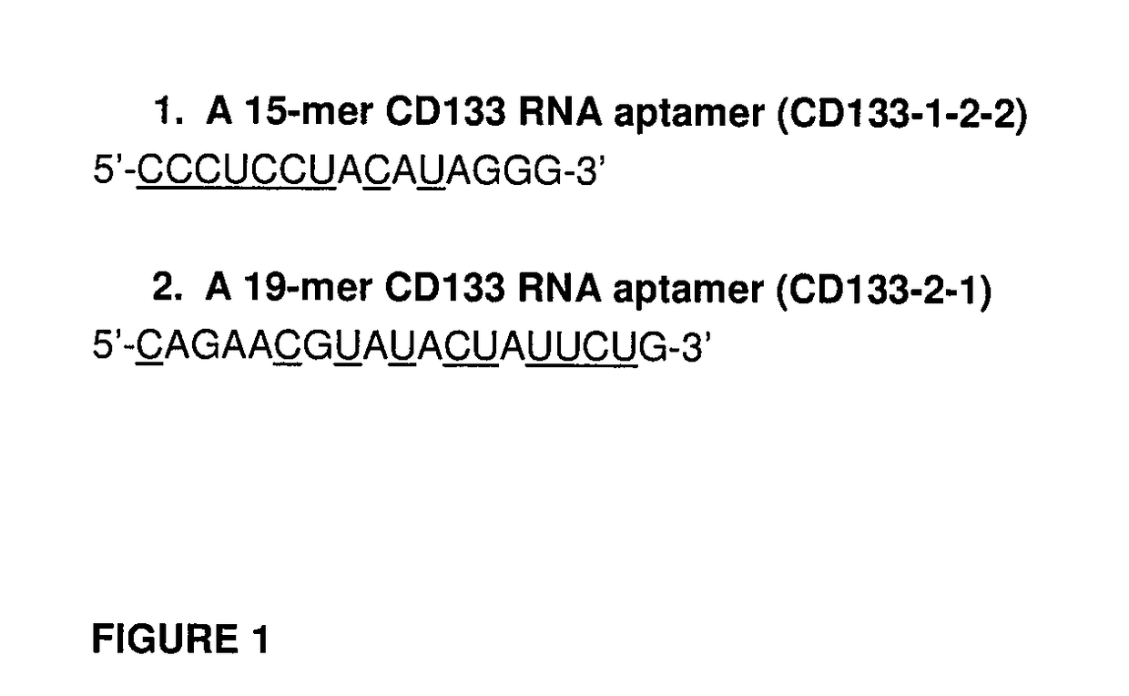 CD133 aptamers for detection of cancer stem cells