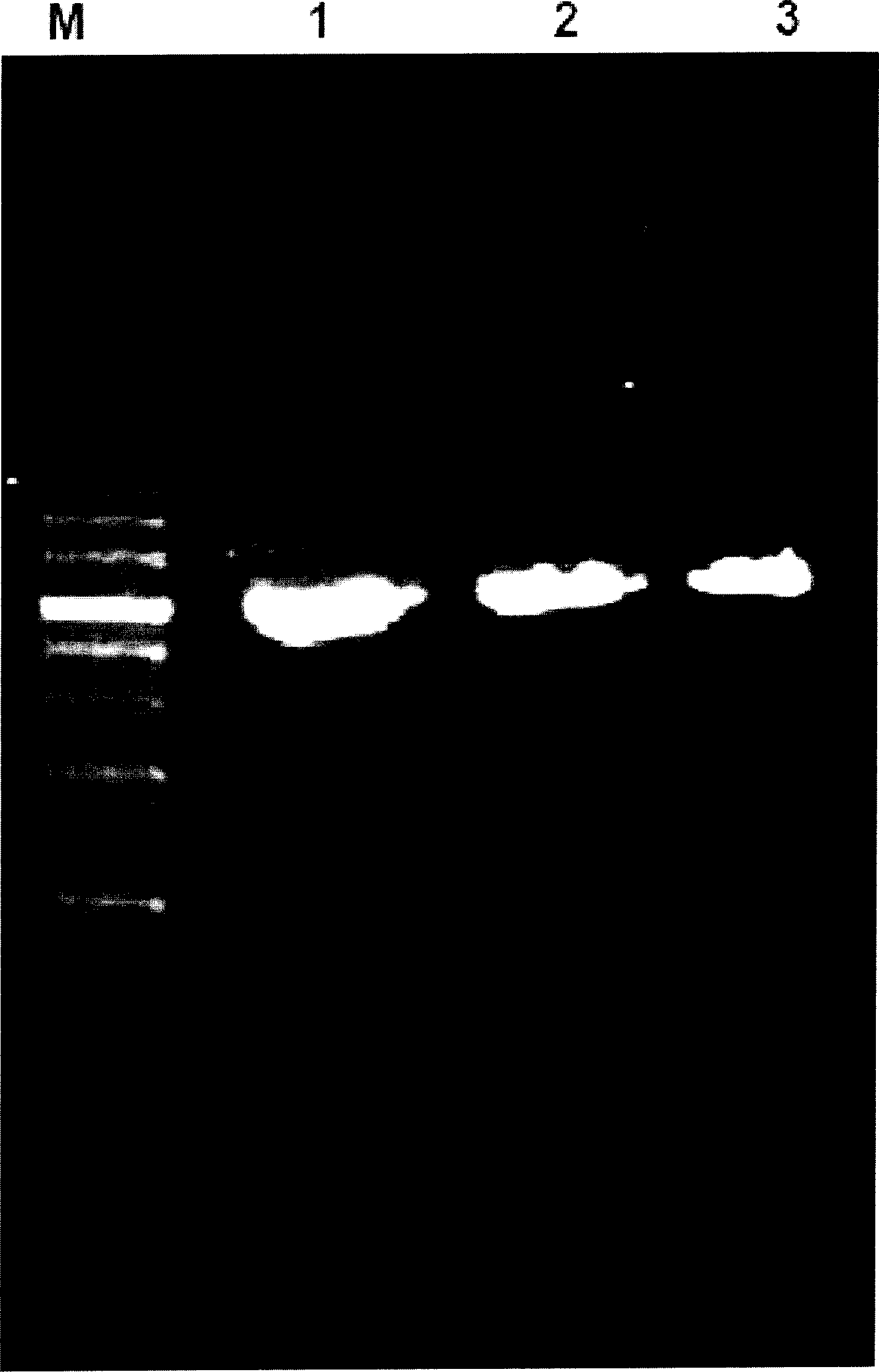 Method of separating plastid DNA employing silicon oxide-magnetite nano composite