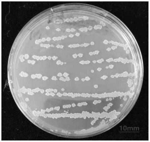 Bacillus velezensis CSQXDZ26 strain and application thereof