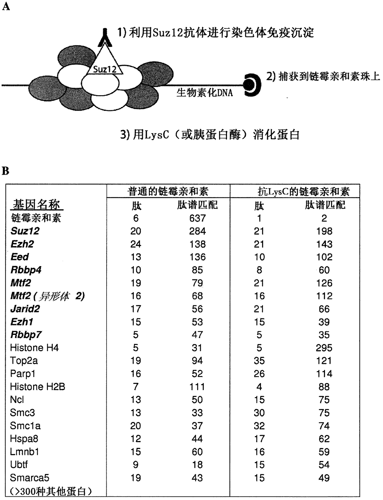 Protease-resistant streptavidin