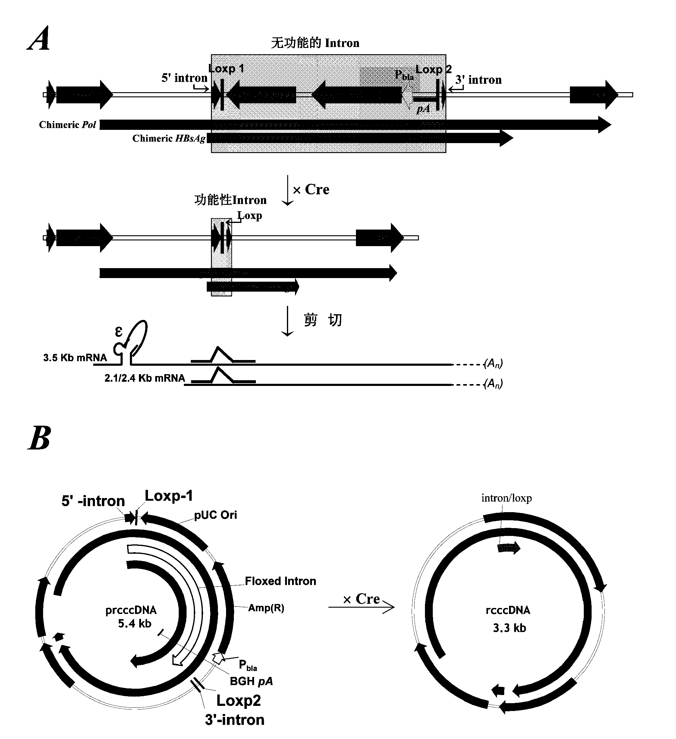 Reagent and method for preparation of HBV persistently infected animal model