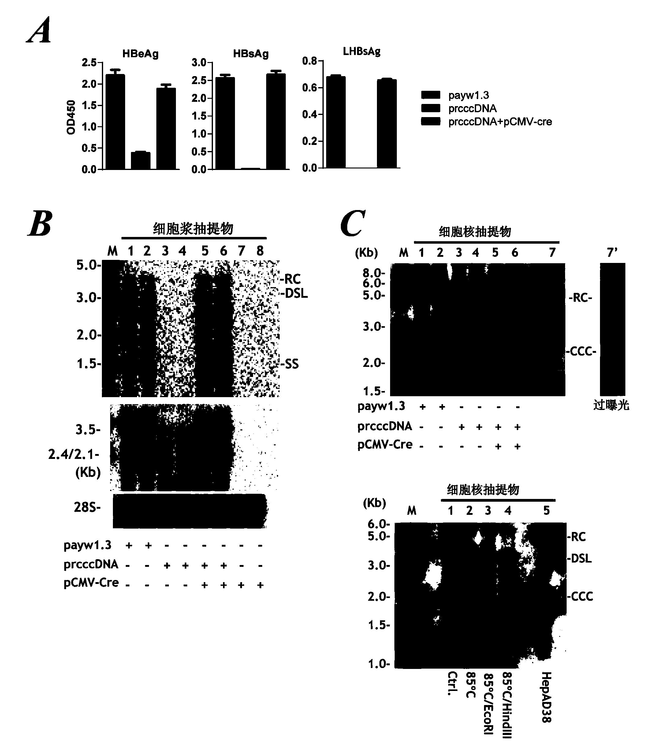 Reagent and method for preparation of HBV persistently infected animal model