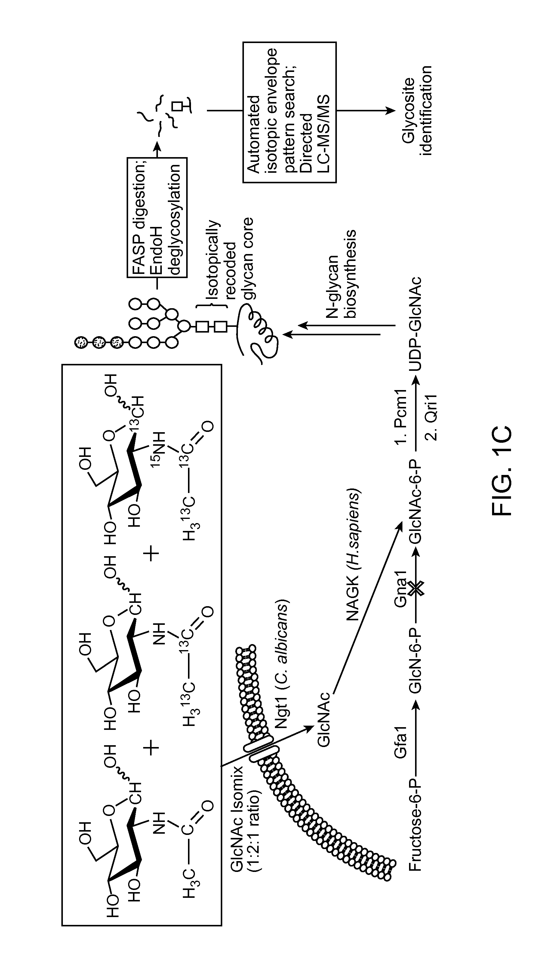 Isotopic recoding for targeted tandem mass spectrometry