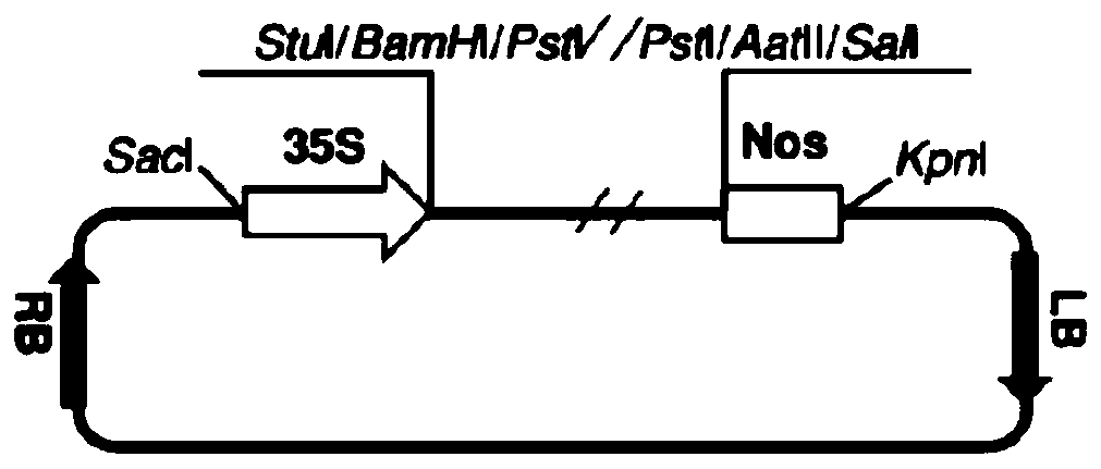 Construction method of pepper veinal mottle virus (PVMV) infectious full-length cDNA clone