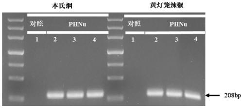 Construction method of pepper veinal mottle virus (PVMV) infectious full-length cDNA clone