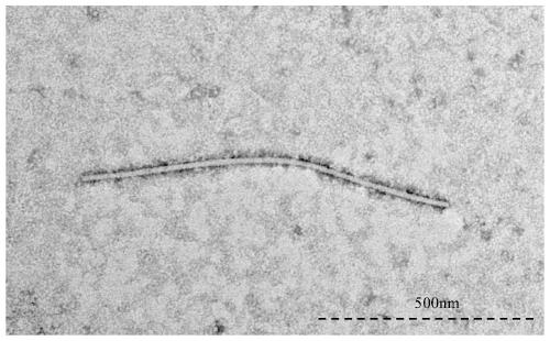 Construction method of pepper veinal mottle virus (PVMV) infectious full-length cDNA clone