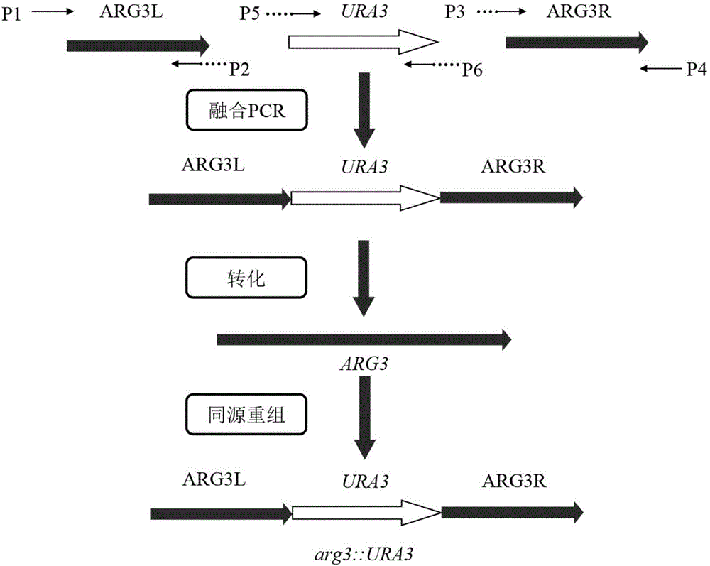 Industrial saccharomyces cerevisiae metabolic engineering bacterium with low yield of citrulline