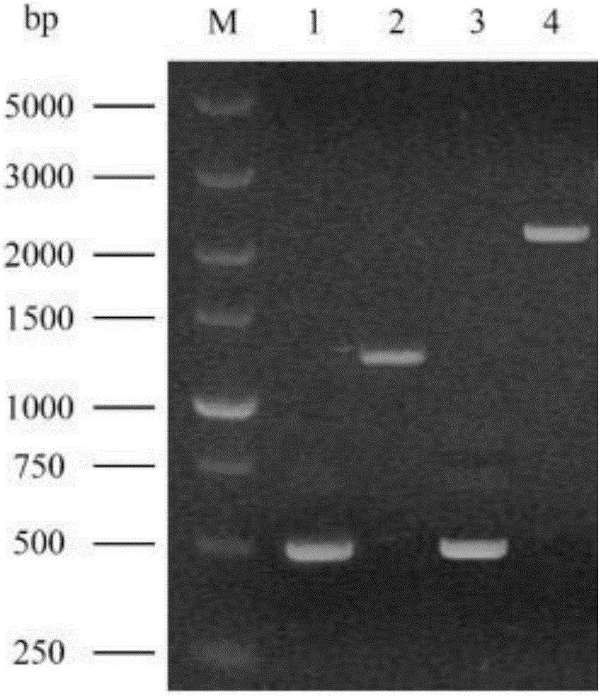 Industrial saccharomyces cerevisiae metabolic engineering bacterium with low yield of citrulline