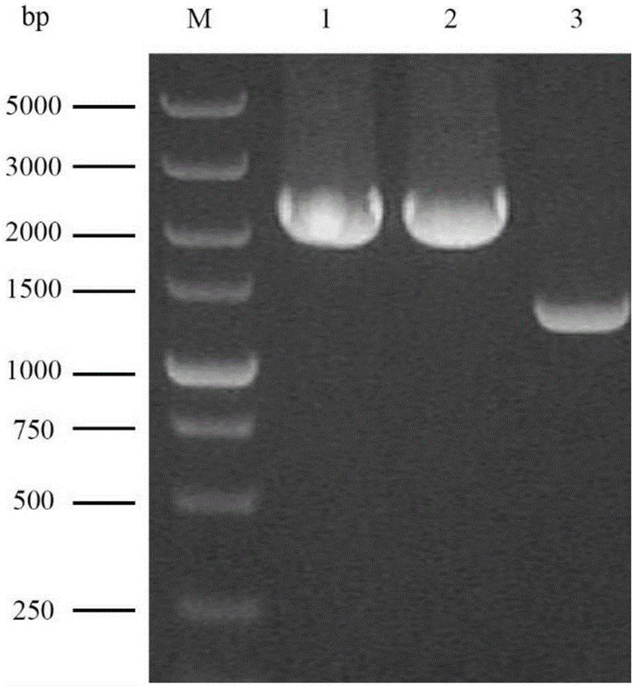 Industrial saccharomyces cerevisiae metabolic engineering bacterium with low yield of citrulline