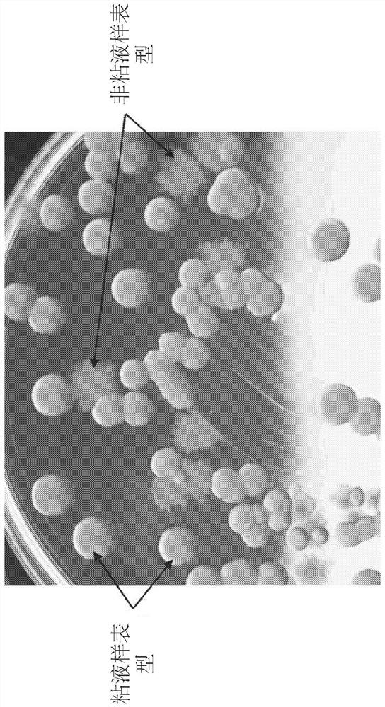 Mutants of paenibacillus and methods for their use