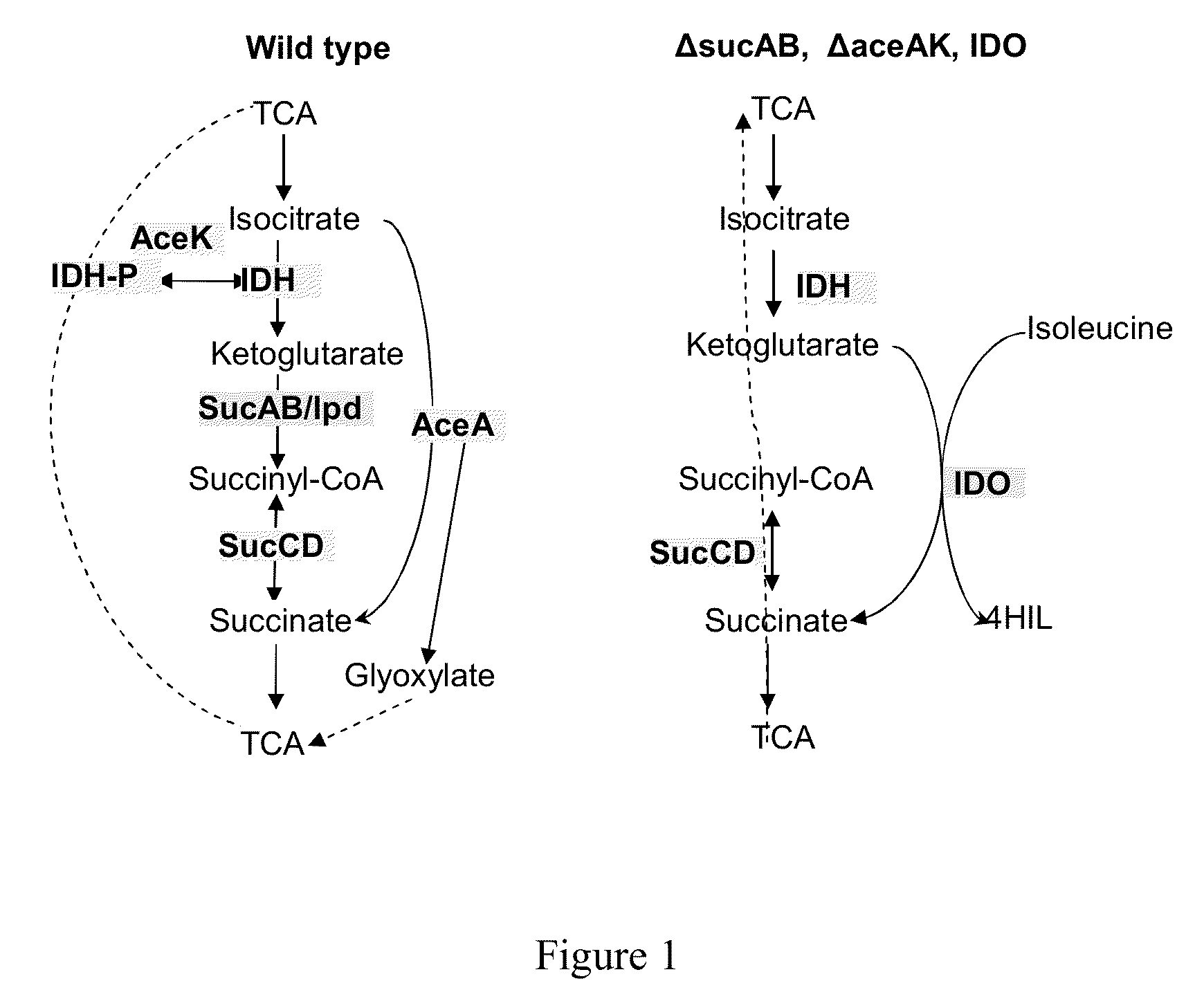 Bacterium producing a product of a reaction catalyzed by a protein having 2-oxoglutarate-dependent enzyme activity and a method for manufacturing the product