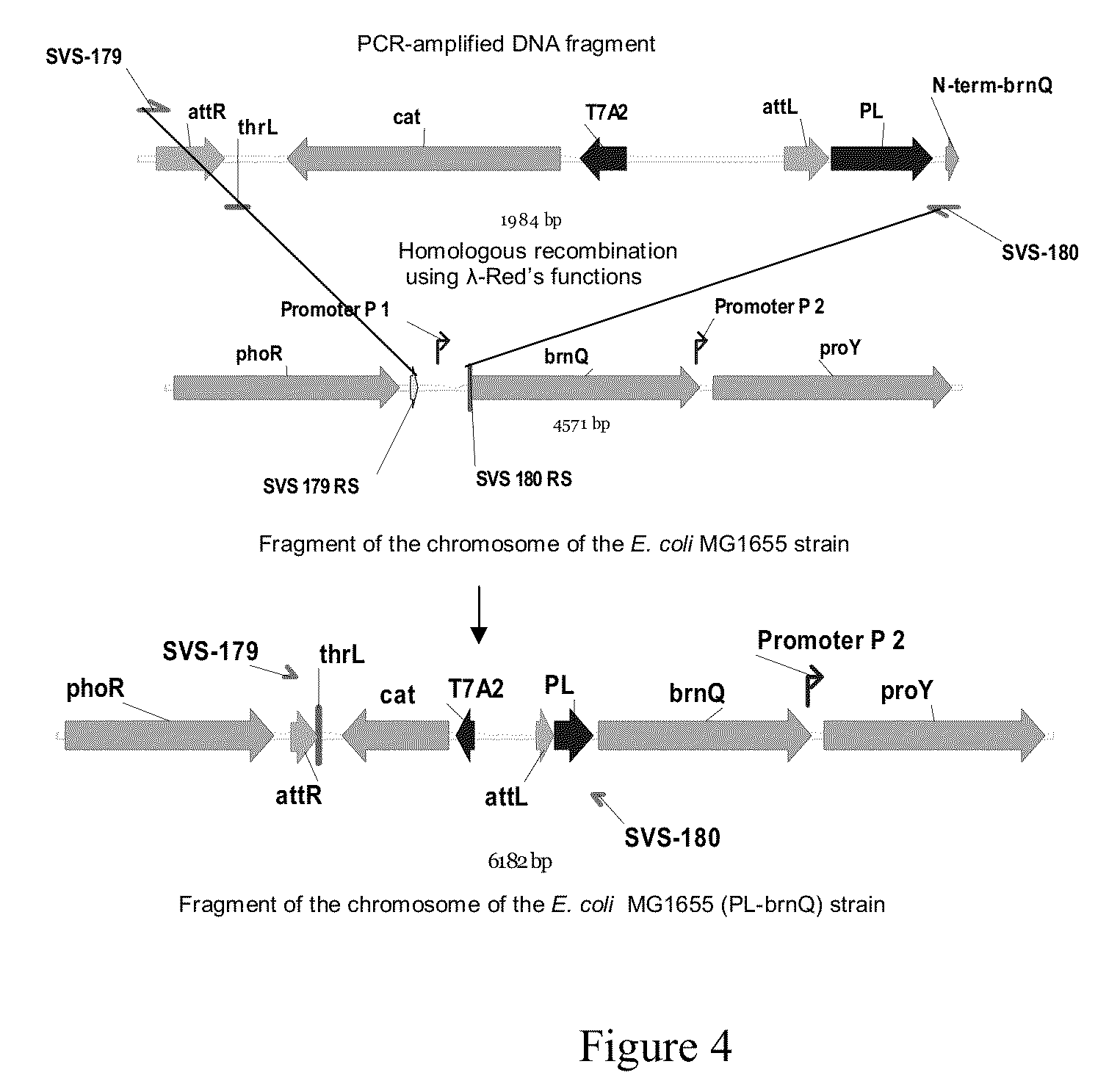 Bacterium producing a product of a reaction catalyzed by a protein having 2-oxoglutarate-dependent enzyme activity and a method for manufacturing the product