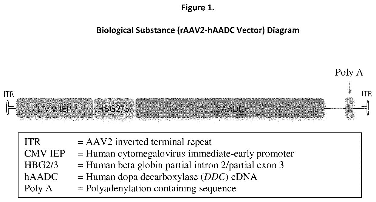 Gene therapy for AADC deficiency