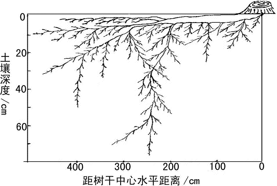 Quantity-increasing and protecting method of spruce cones in Qinghai