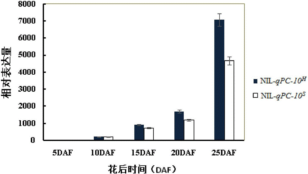 Gene for increasing protein content of japonica rice and application