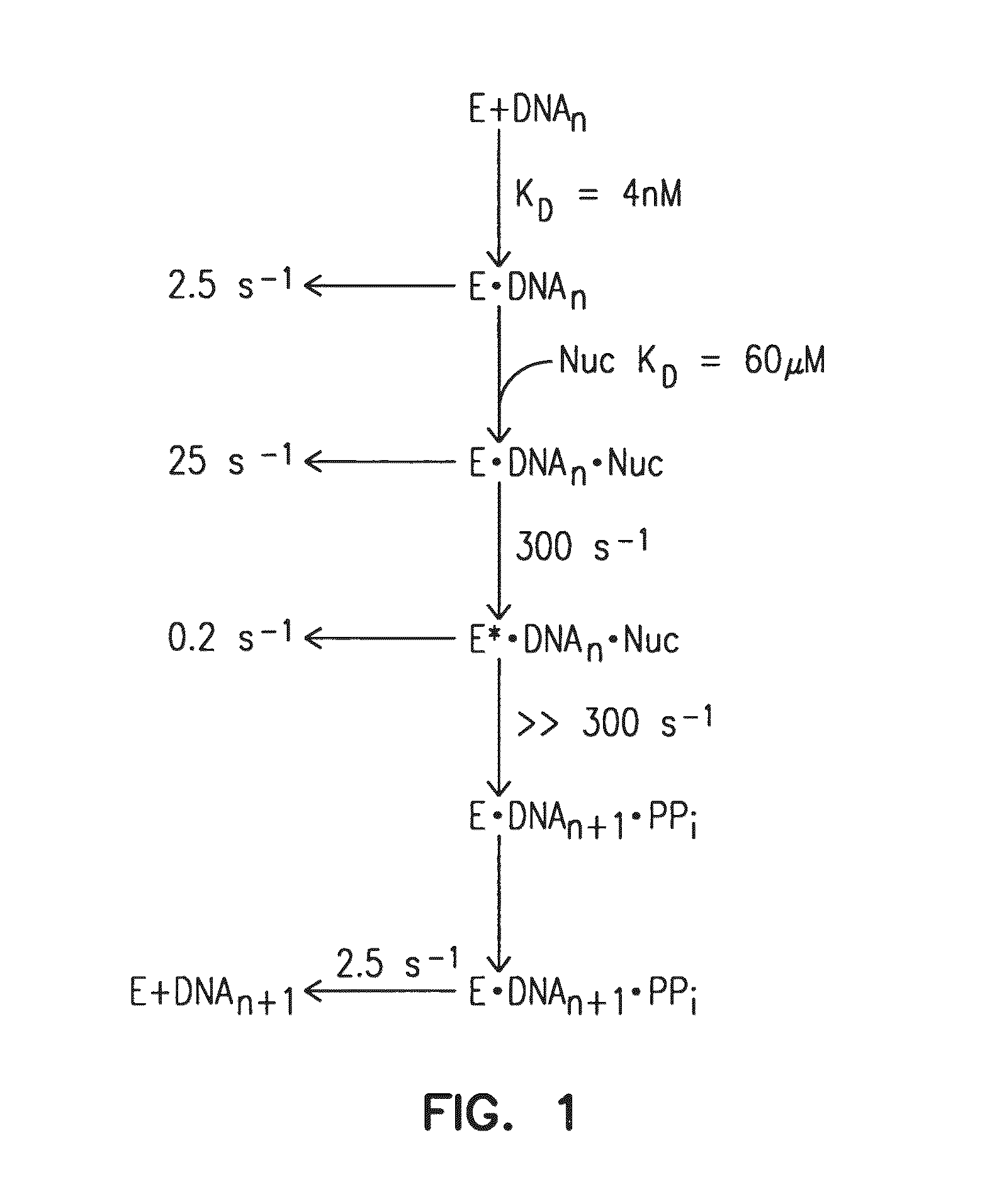 Mutant DNA Polymerases and Methods of Use