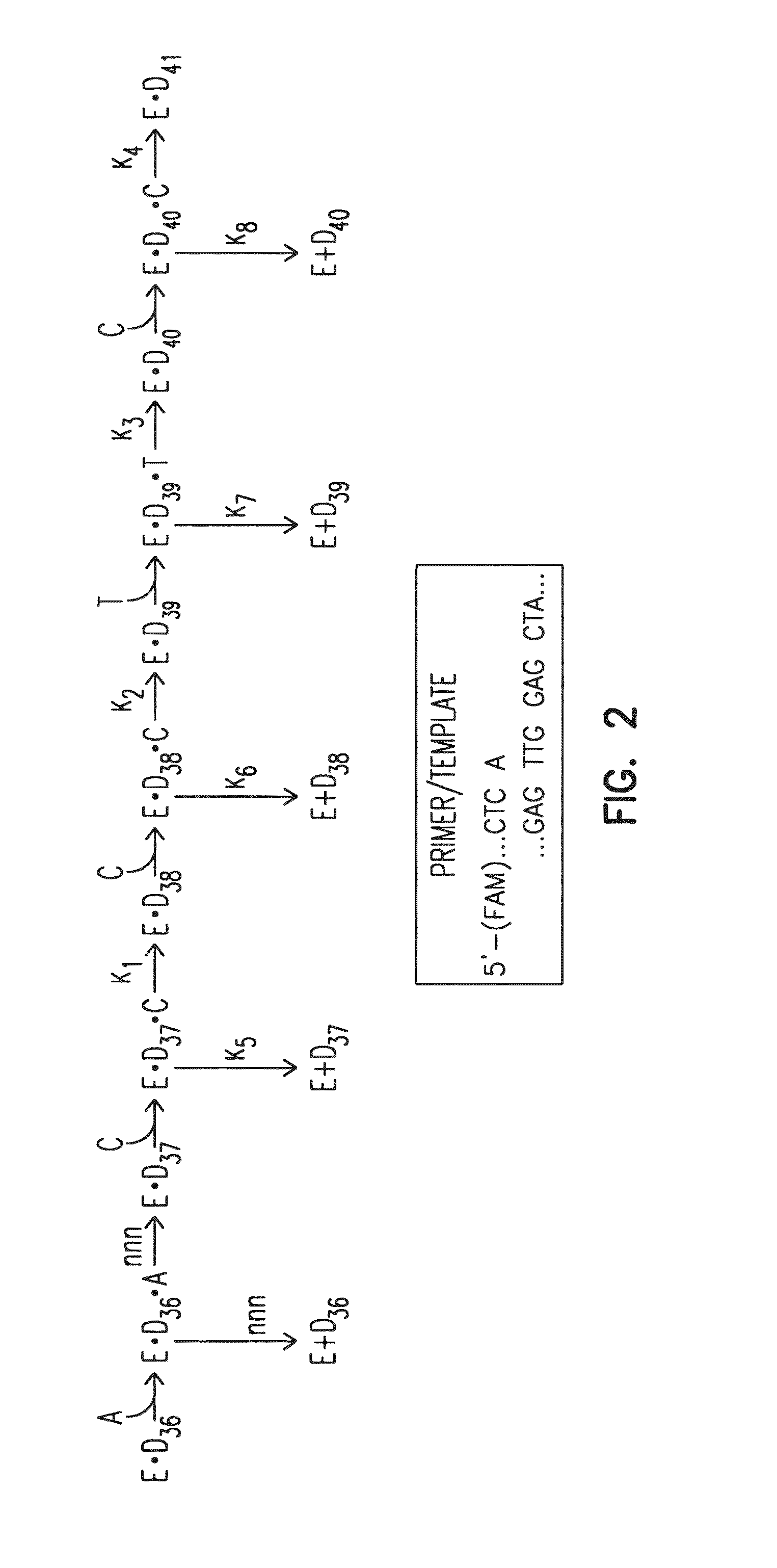 Mutant DNA Polymerases and Methods of Use