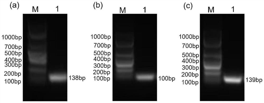 Triple TaqMan fluorescent quantitative PCR (Polymerase Chain Reaction) kit for simultaneously detecting three circoviruses