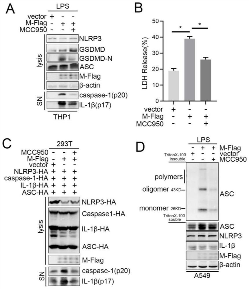 Application of intervening in NLRP3 inflammasome in preparation of medicine for treating novel coronavirus pneumonia