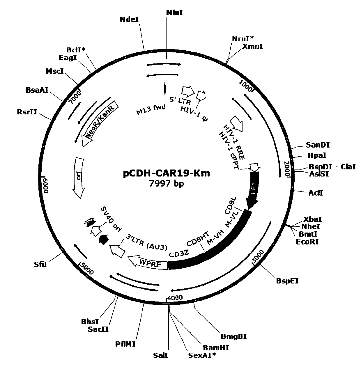 A kind of universal car-t cell and its preparation method and use