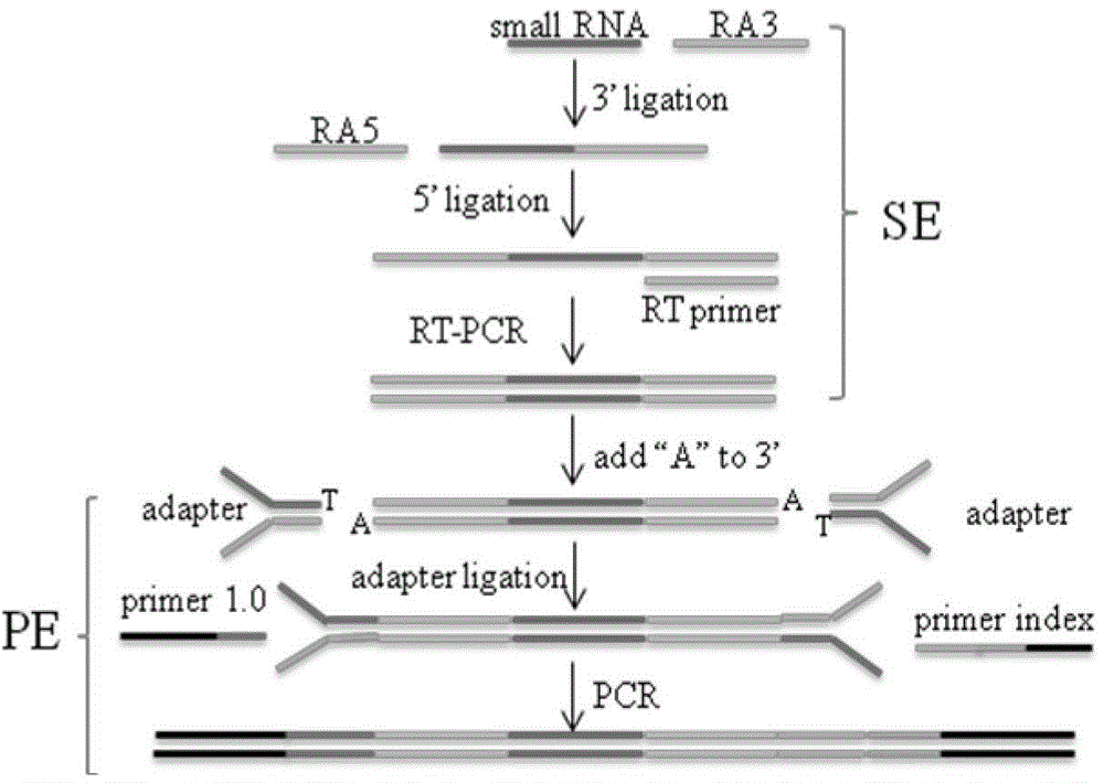 Connector processing method for Small RNA next-generation sequencing and library building