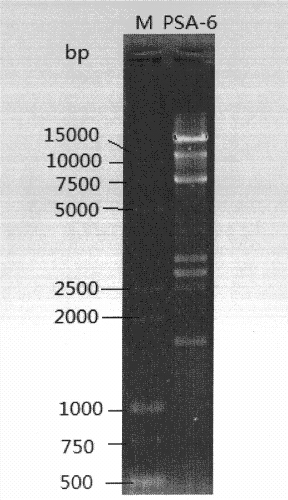 Salmonella bacteriophage and application thereof