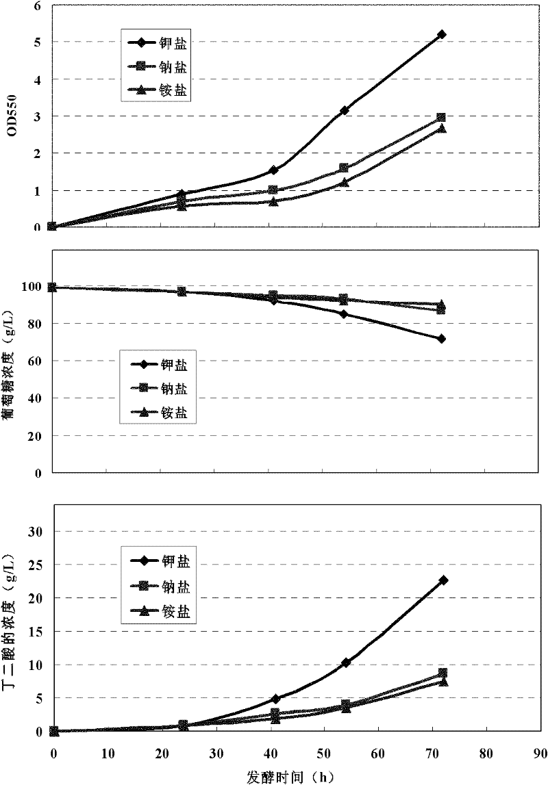 Escherichia coli genetic engineering bacteria for producing succinic acid and construction method as well as application thereof