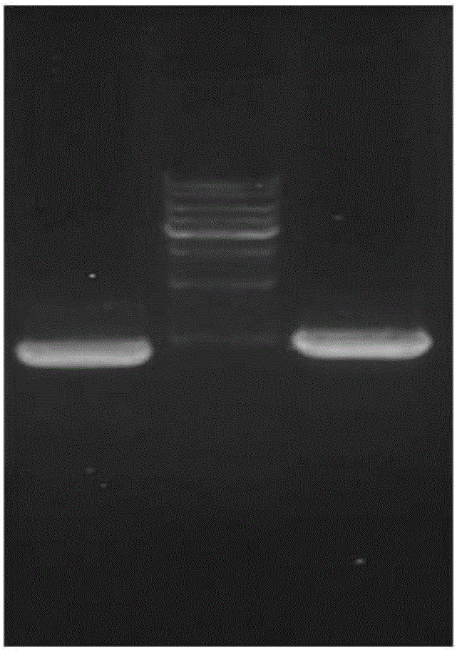 Chimeric antigen receptor T cells as well as preparation method and application thereof