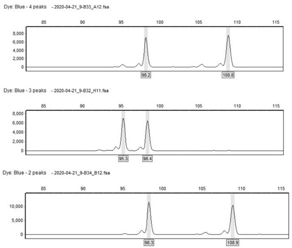 Method for identifying rhododendron hybrid variety based on EST-SSR molecular marker