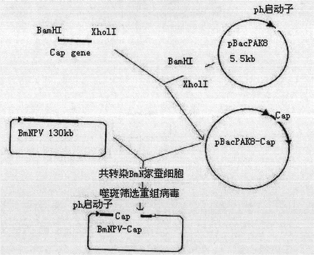 Method for producing porcine circovirus type II recombinant capsid protein subunit vaccine by utilizing silkworm bioreactor and products thereof