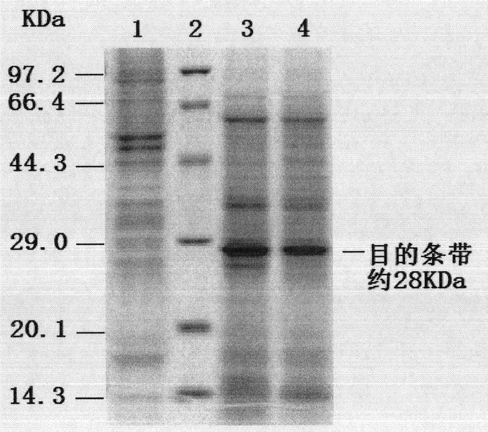 Method for producing porcine circovirus type II recombinant capsid protein subunit vaccine by utilizing silkworm bioreactor and products thereof