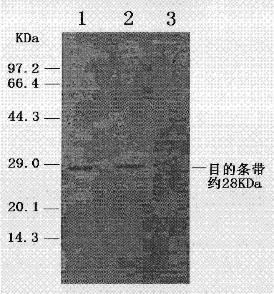 Method for producing porcine circovirus type II recombinant capsid protein subunit vaccine by utilizing silkworm bioreactor and products thereof