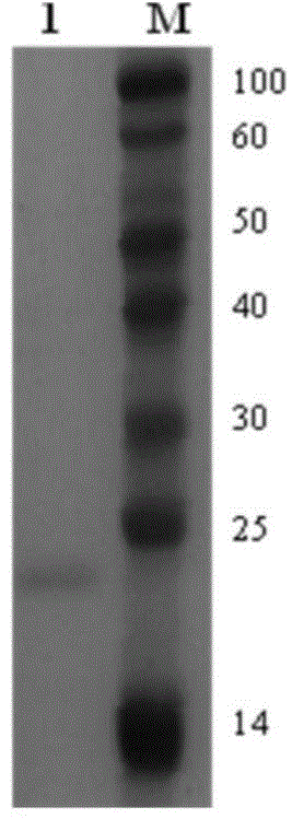 Composition for disaggregating lignocelluloses and method for disaggregating lignocelluloses by virtue of composition