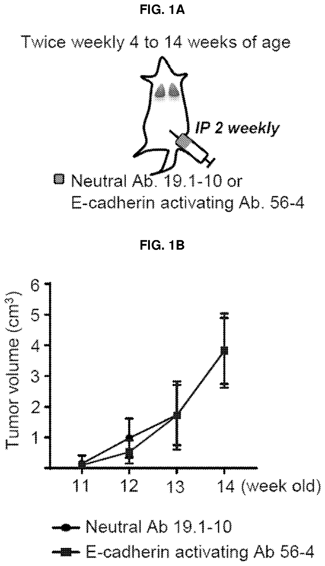 E-cadherin activating antibodies and uses thereof