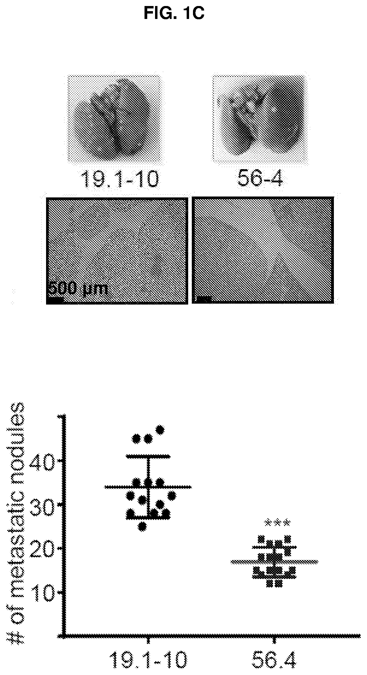 E-cadherin activating antibodies and uses thereof