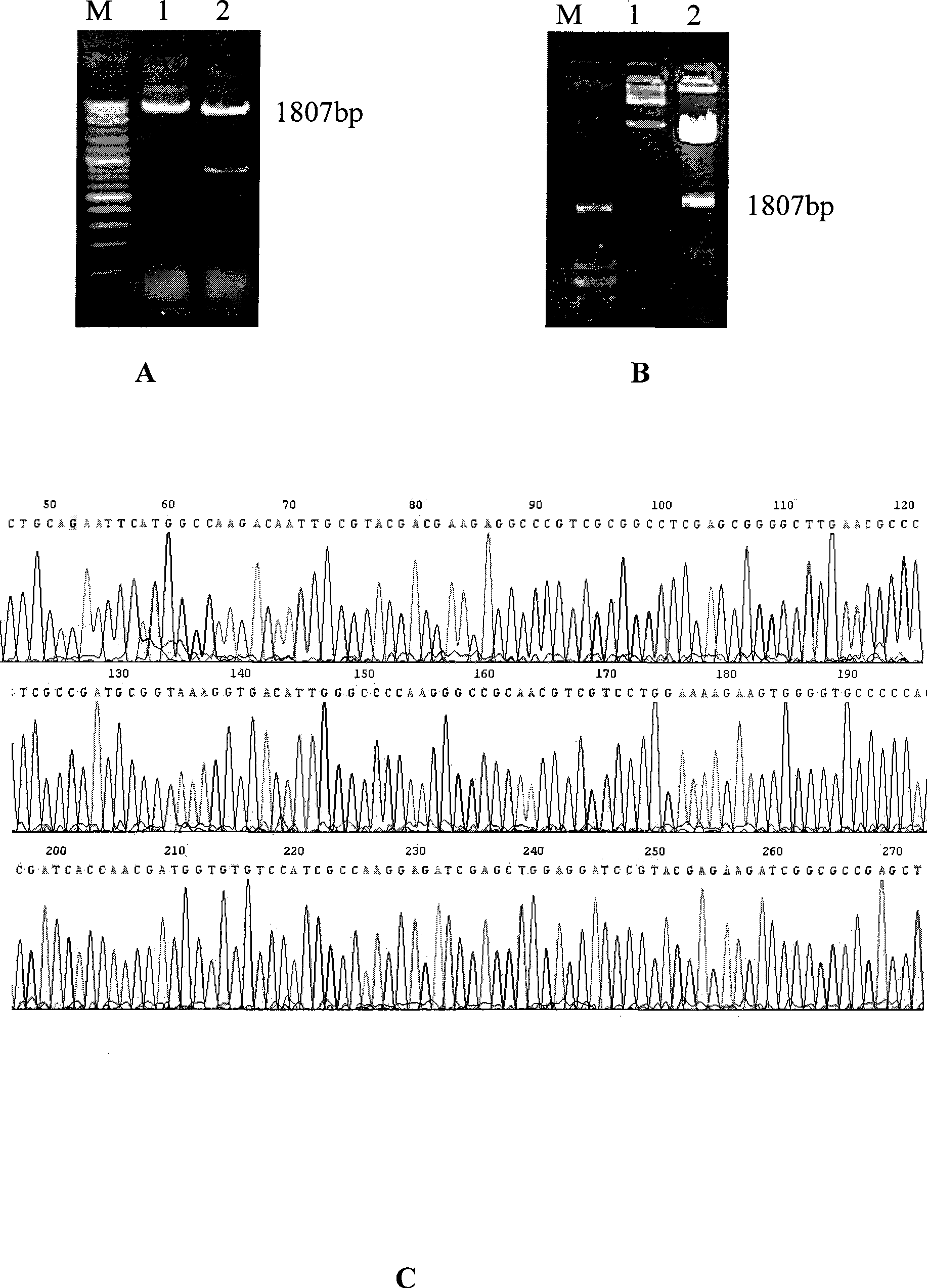 Tuberculosis gene vaccine based on T cell epitope as well as preparation method and use thereof