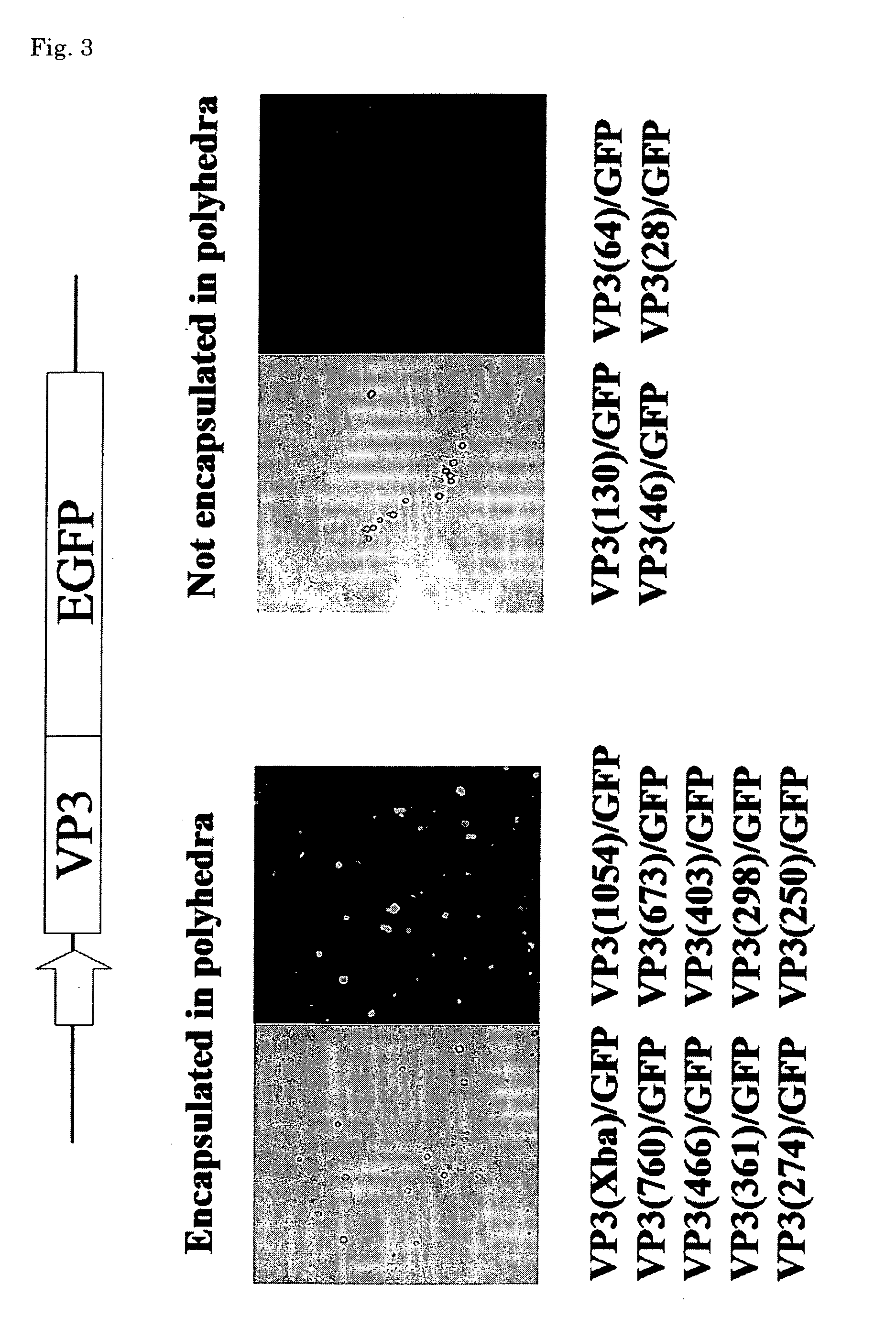 Protein complex, process for producing the same and use thereof