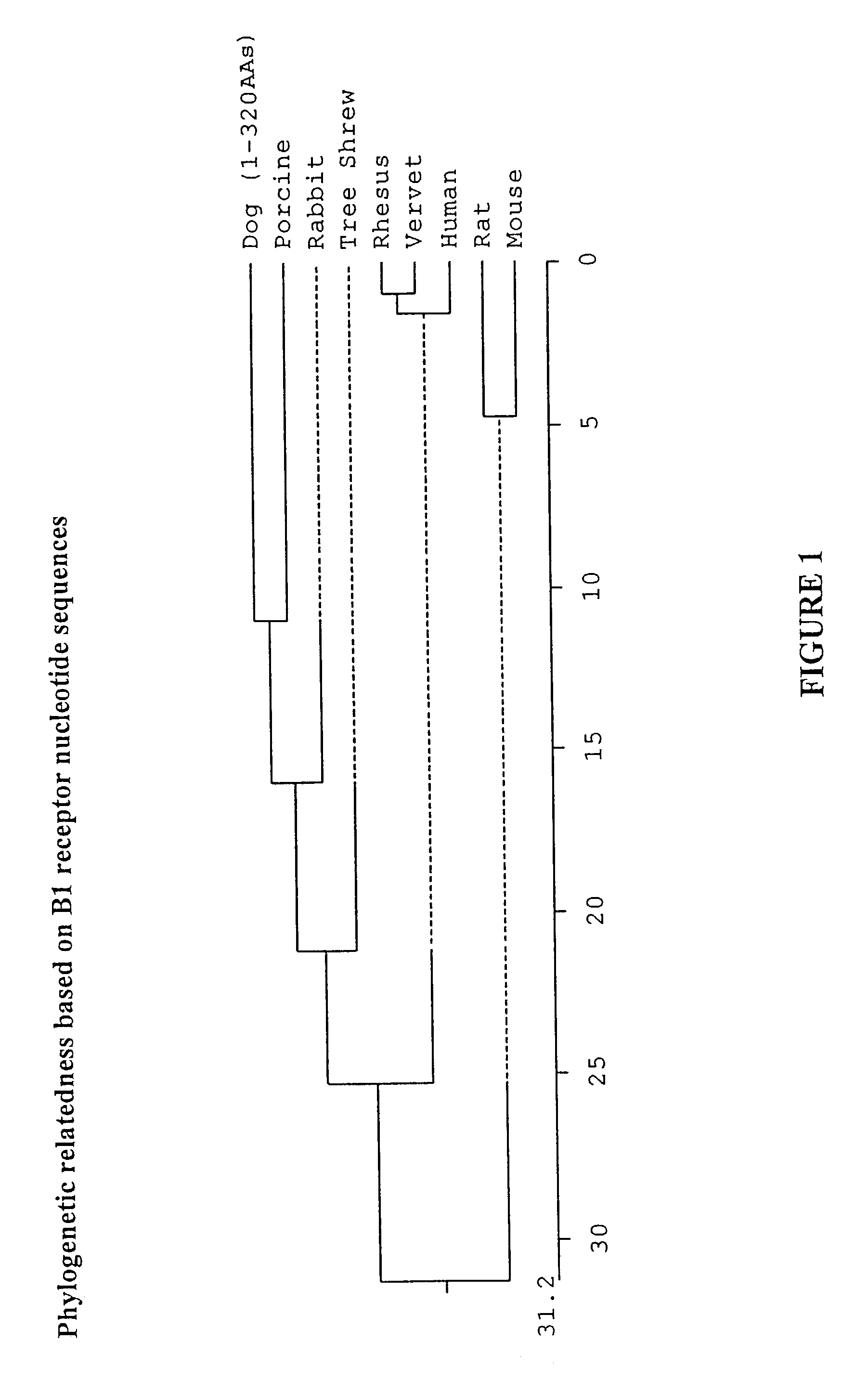 Orthologues of human receptors and methods of use