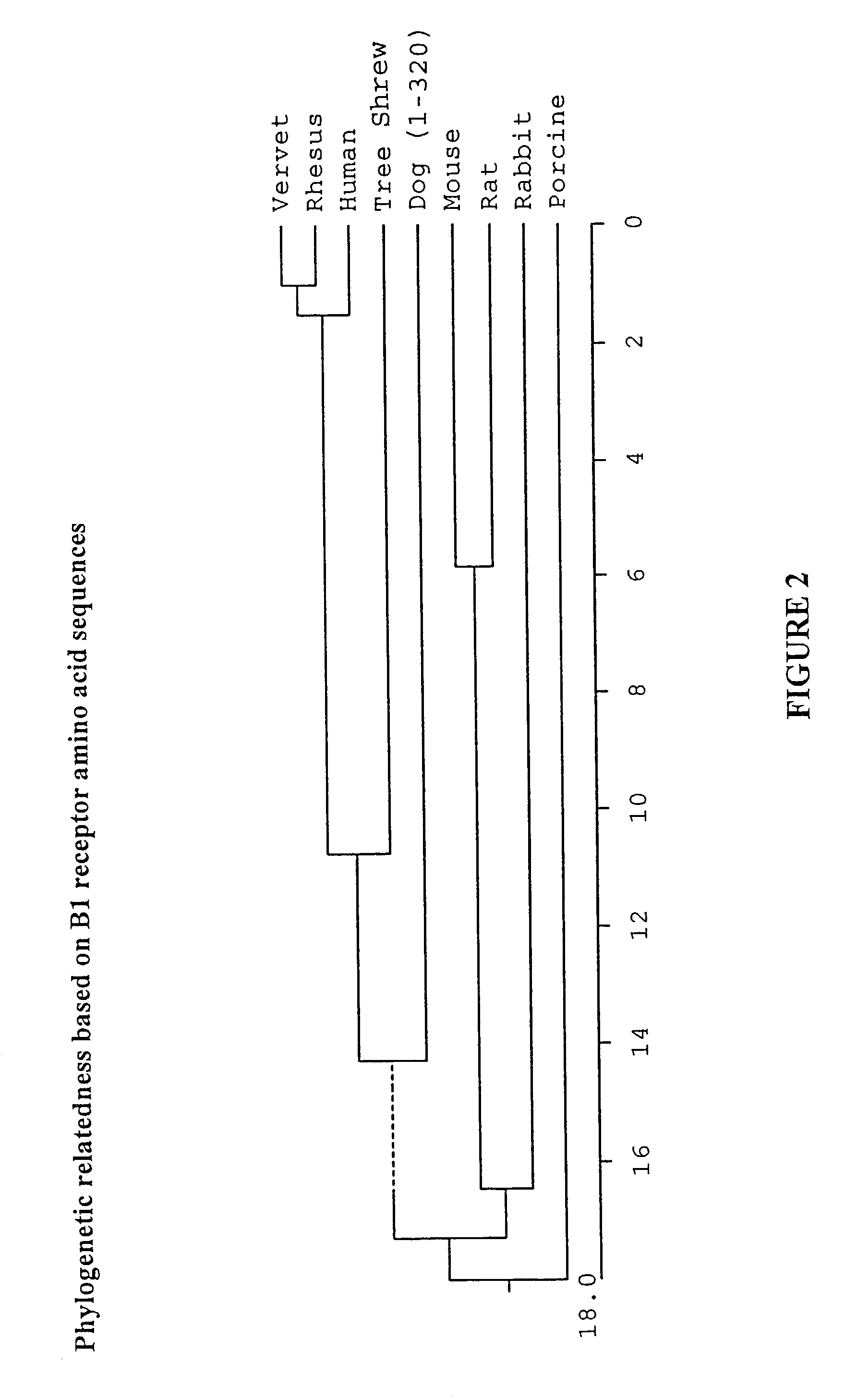 Orthologues of human receptors and methods of use