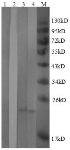 Serological detection method of bovine brucellosis A19-delta VirB12 vaccine
