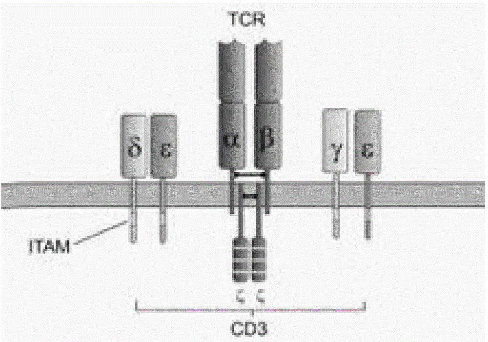 Construction and application of bispecific antibody CD20*CD3
