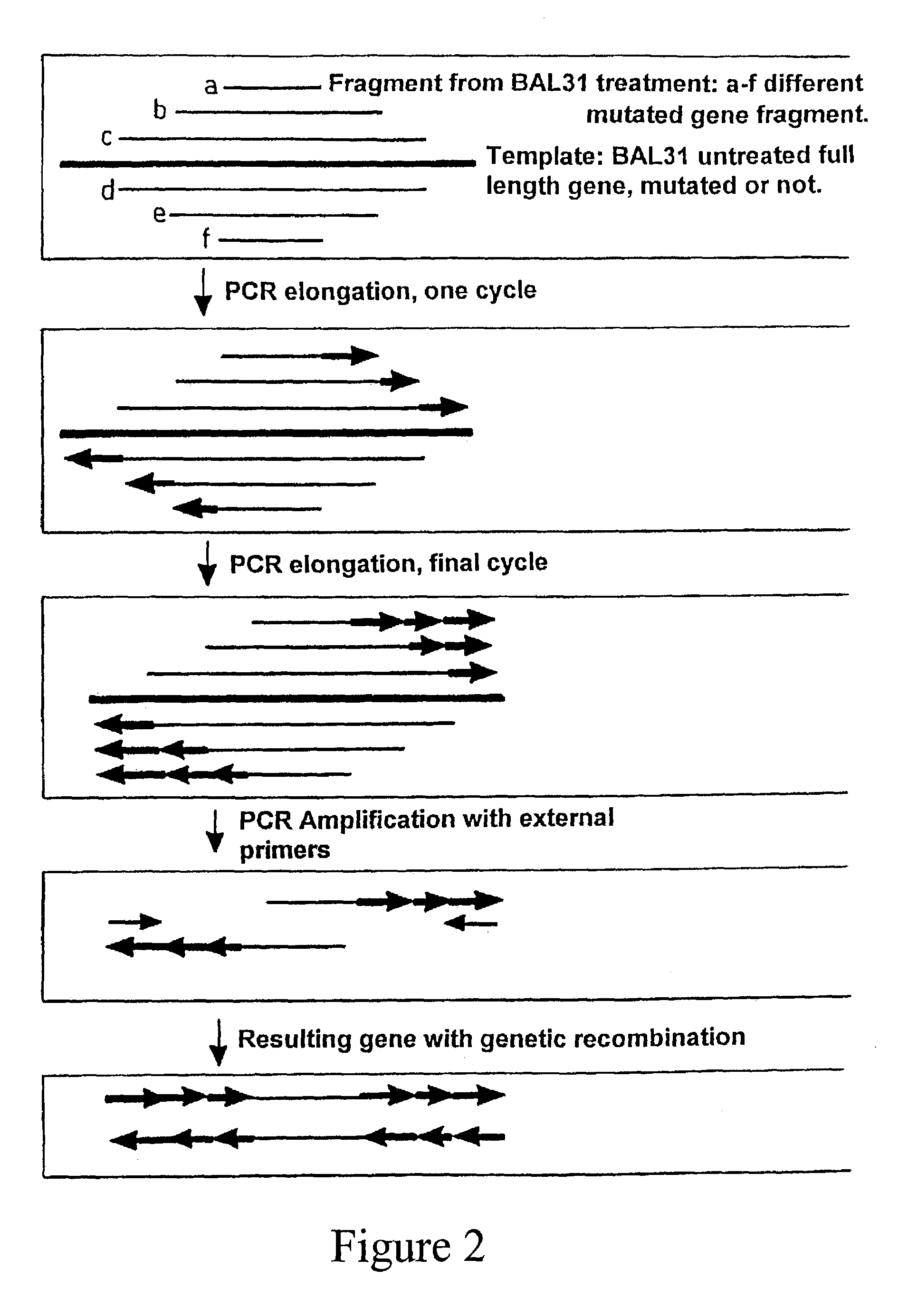 Method for in vitro molecular evolution of protein function involving the use of exonuclease enzyme and two populations of parent polynucleotide sequence