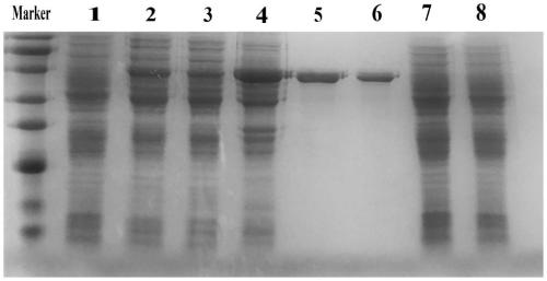 Soluble Expression Method of Recombinant Peste des Petits Ruminants Virus h-f Fusion Protein