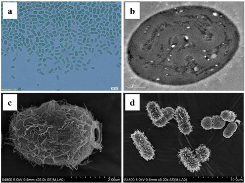 Cyanobacteria strain capable of being used for glycosylglycerol production and application thereof