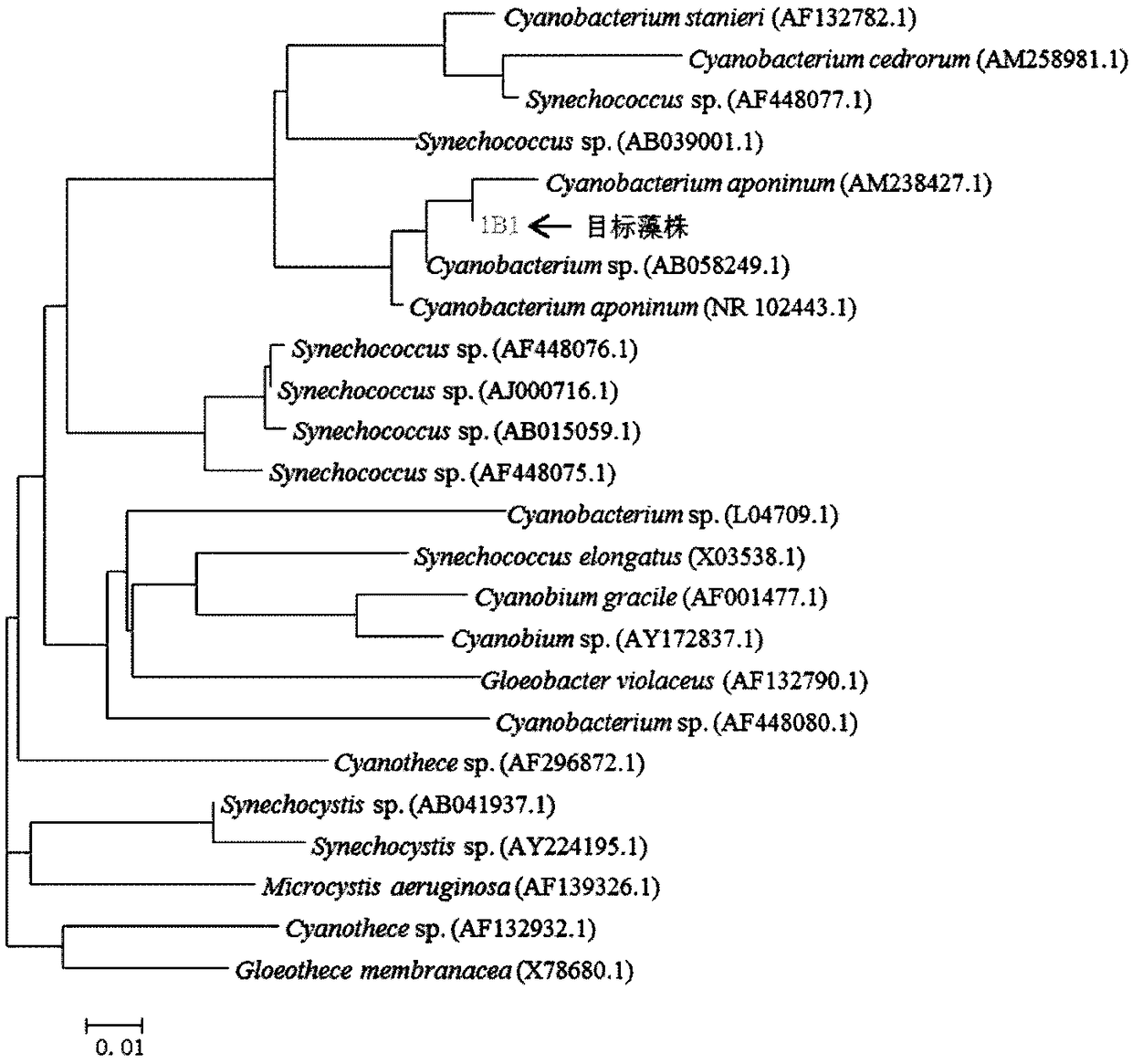 Cyanobacteria strain capable of being used for glycosylglycerol production and application thereof