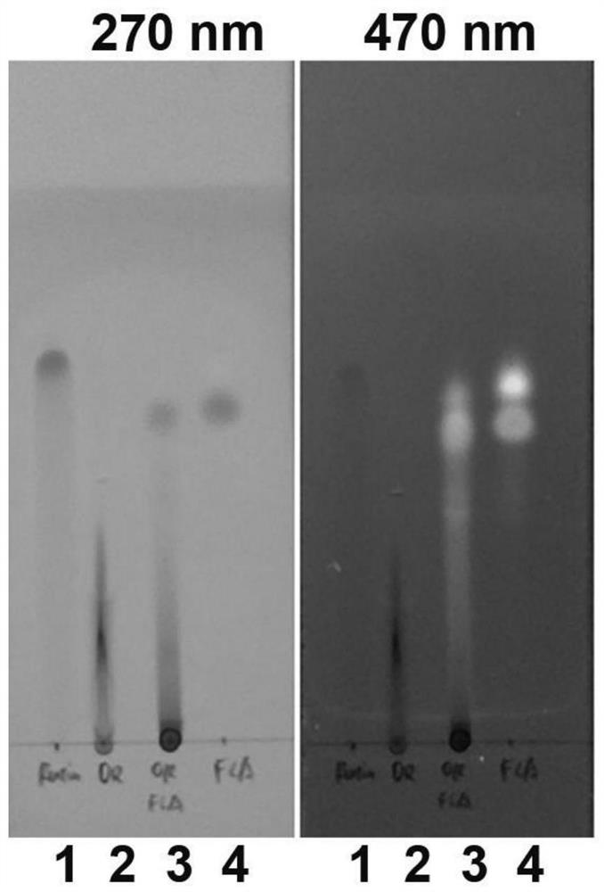 Application of rutin oligomer in preparation of tumor targeting product and rutin oligomer-bortezomib tumor targeting drug delivery system