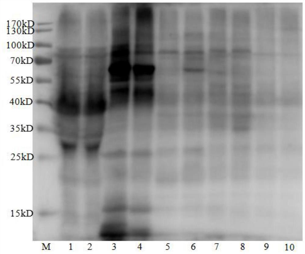 High-efficiency extractant of wheat flour allergen and its application method