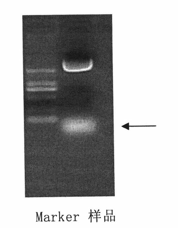 Preparation method for double-stranded DNA antigen and kit for testing anti-double-stranded-DNA antibody of human serum