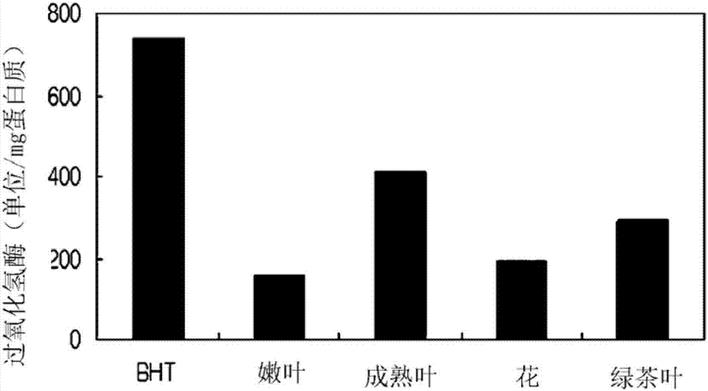 Oral Composition Containing Camellia Leaf Extract, And Preparation Method Therefor