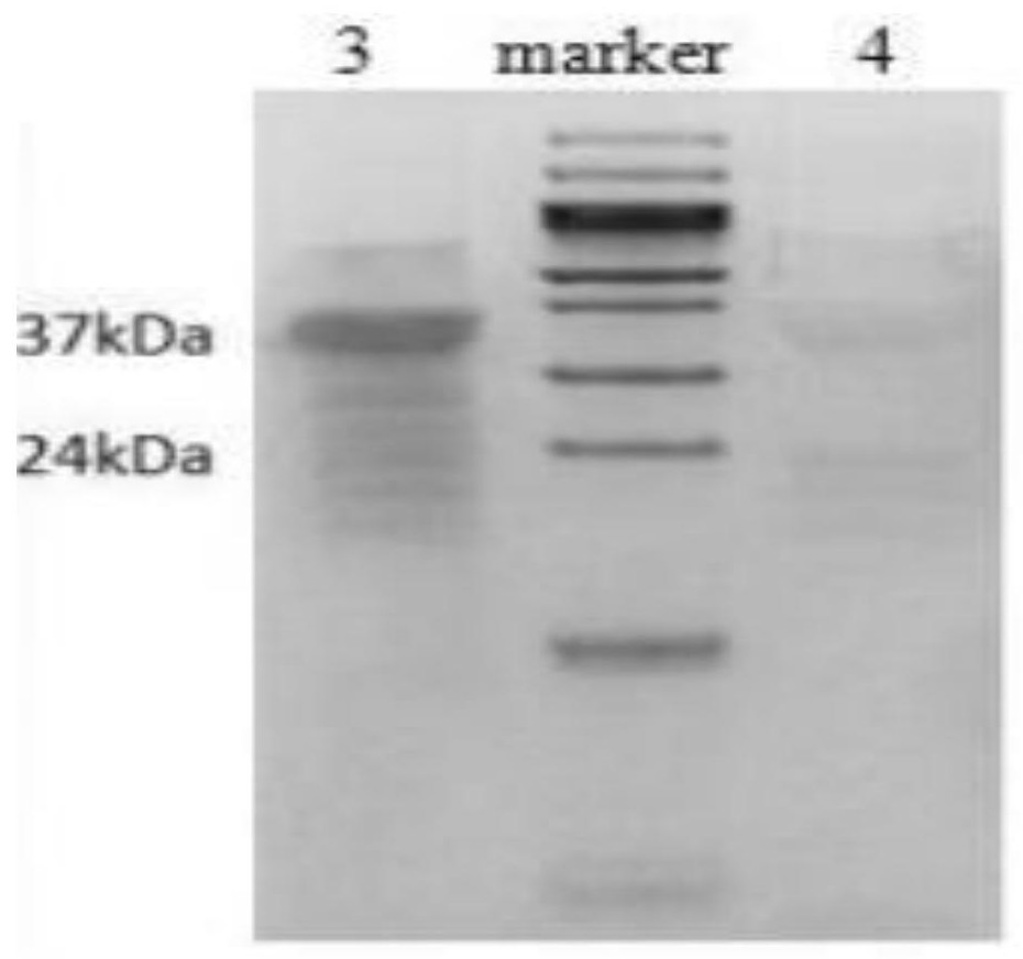 A kind of anti-duck skeletal muscle troponin i monoclonal antibody and its application